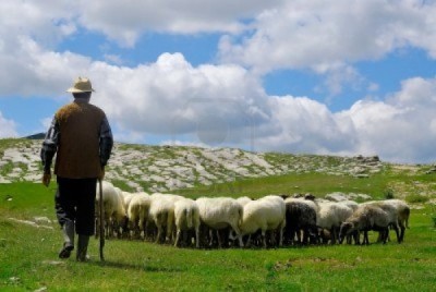 shepherd and flock